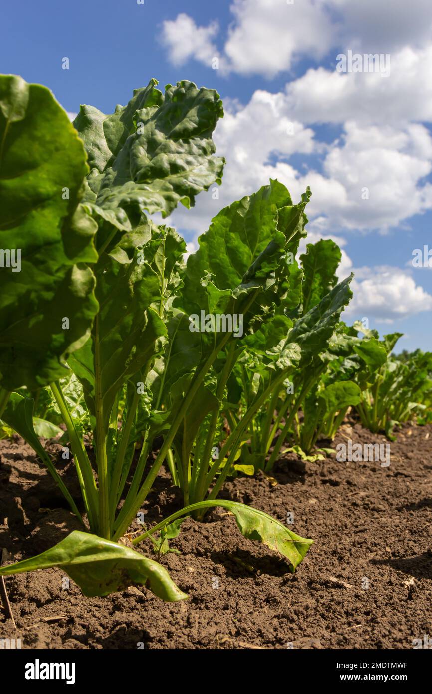 Agricultural scenery of of sweet sugar beet field. Sugar beets are