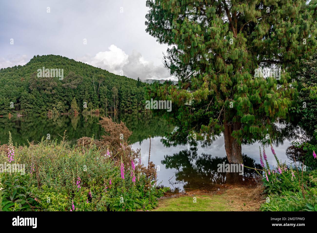 mountain lake in beautiful Colombian nature Stock Photo - Alamy