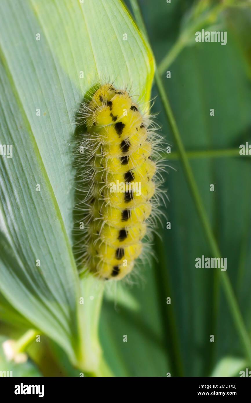 Yellow caterpillar with black dots of the butterfly Zygaena