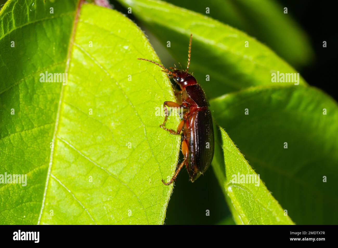 copper colored ground beetle on grass in a natural environment. summer, dream day. Stock Photo