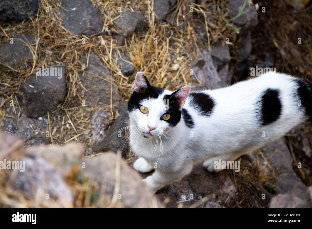 A black and white stray cat asking for food looking at the camera Stock ...