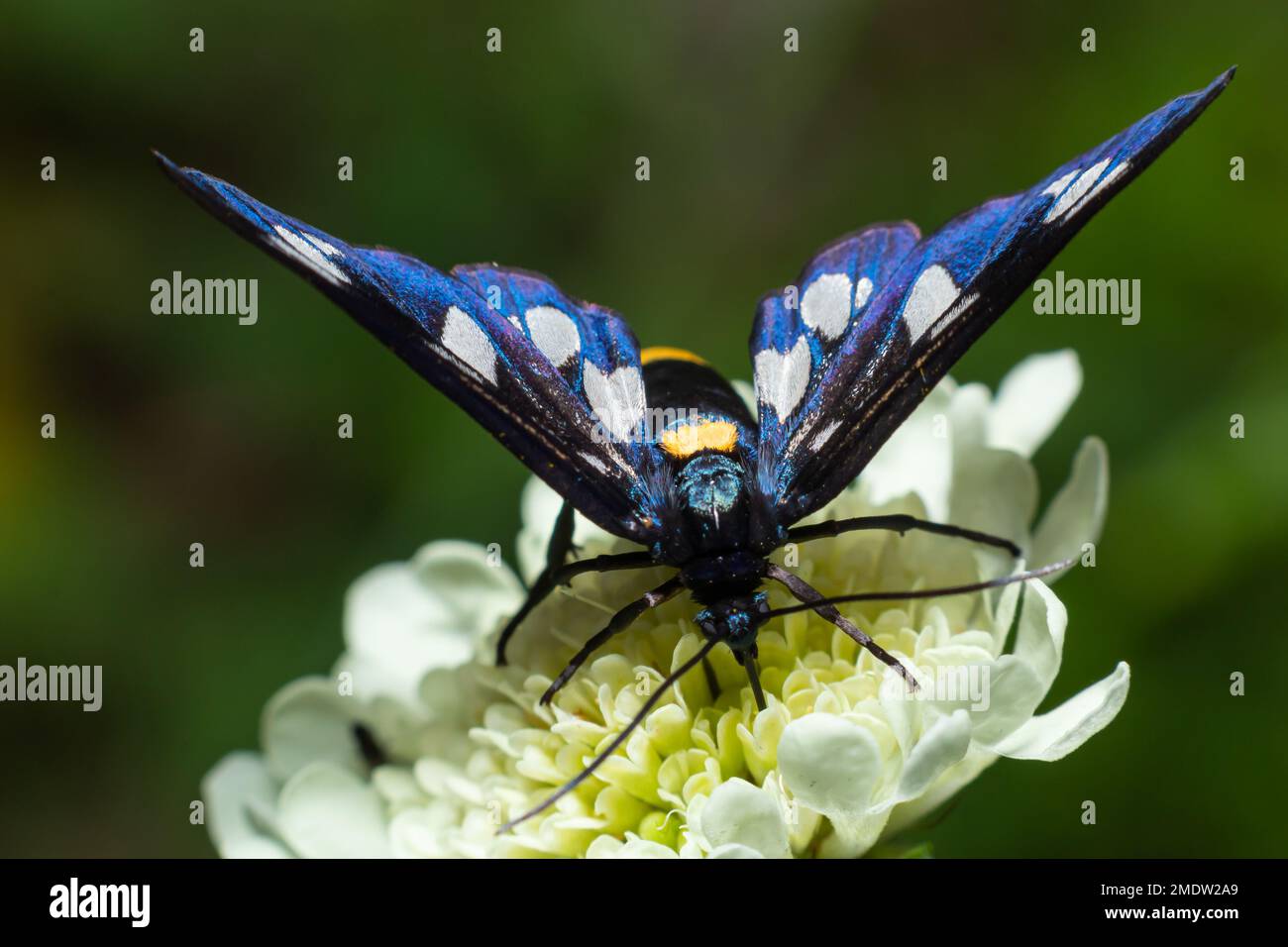 Close up of a nine spotted moth Amata phegea with spread wings. Stock Photo