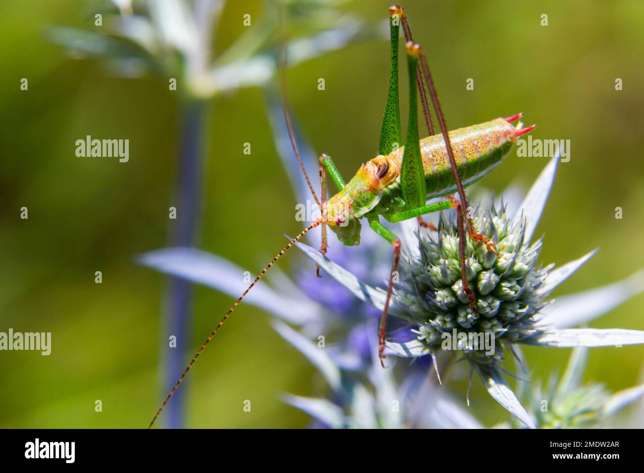 green grasshopper with black, green and white stripes on his back, sitting on a blue thistle amethyst eryngo flower - Eryngium amethystinum. close up Stock Photo
