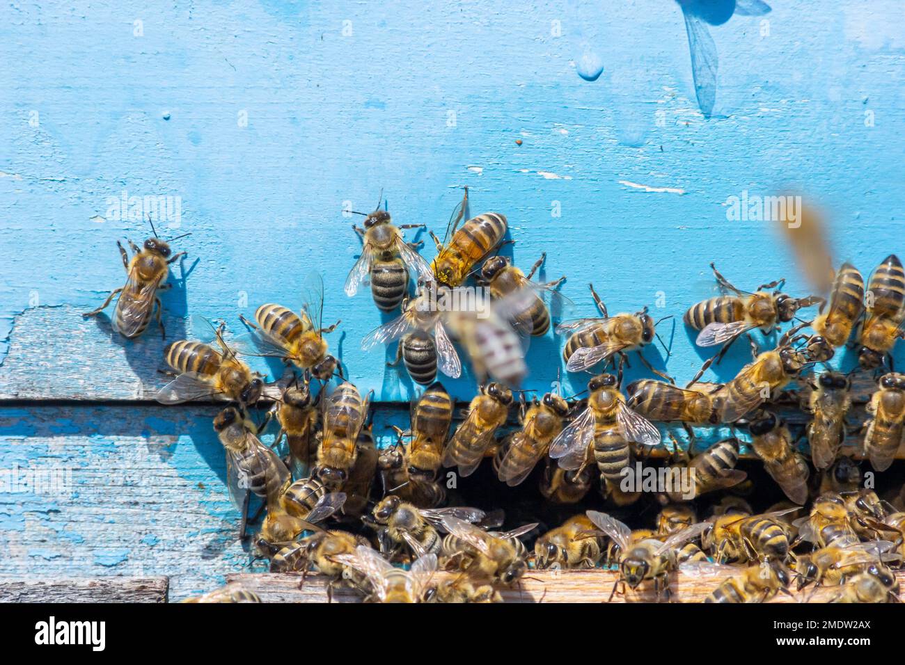 swarm of honey bees flying around beehive. Bees returning from collecting honey fly back to the hive. Honey bees on home apiary, apiculture concept. Stock Photo