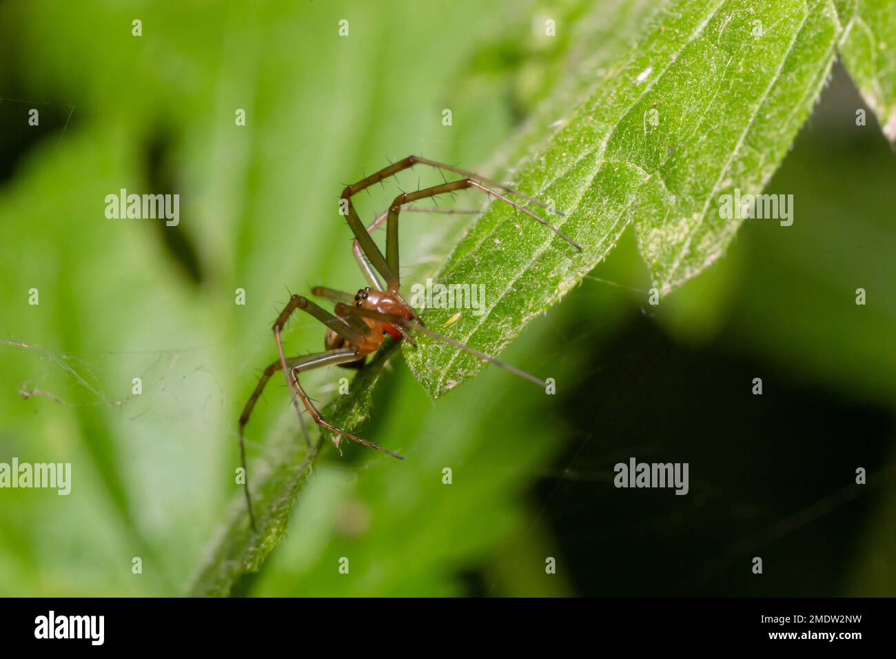 Natural Linyphia Triangularis Spider, summer sunny day natural environment. Macro Photo. Stock Photo