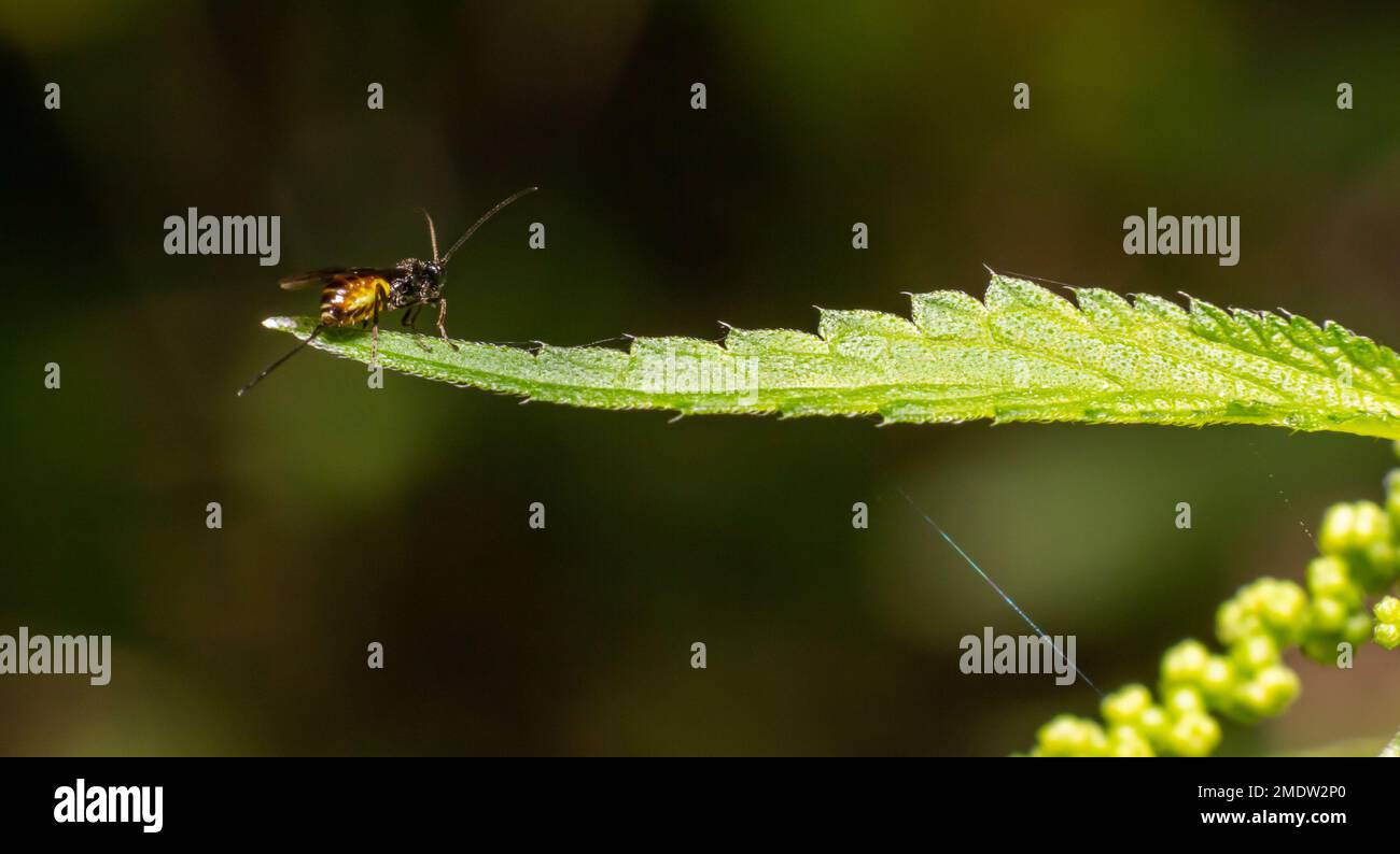 Adult Ichneumonid Wasp of the Superfamily Ichneumonoidea. Stock Photo