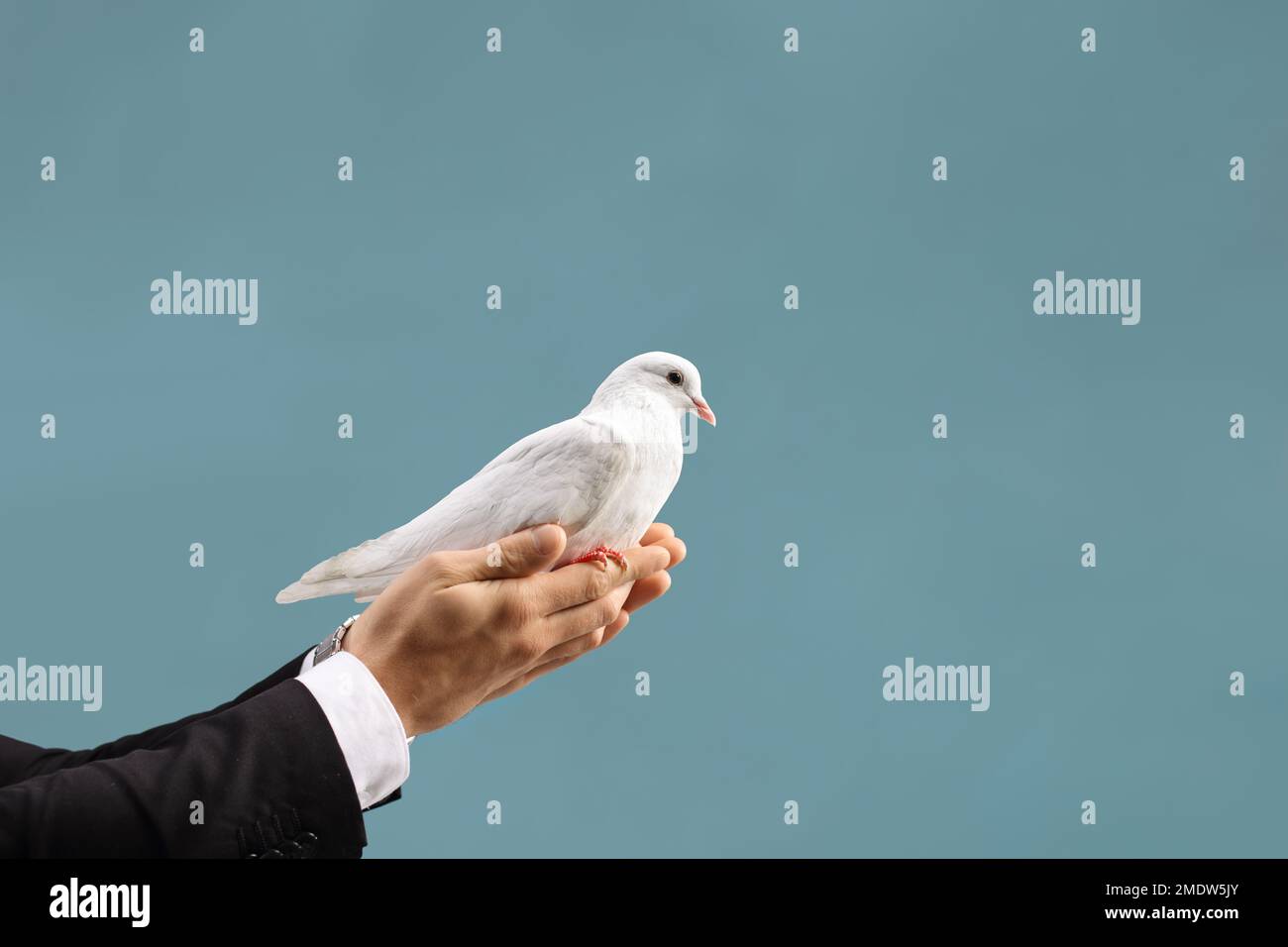 Male hand holding a white dove isolated on blue background Stock Photo