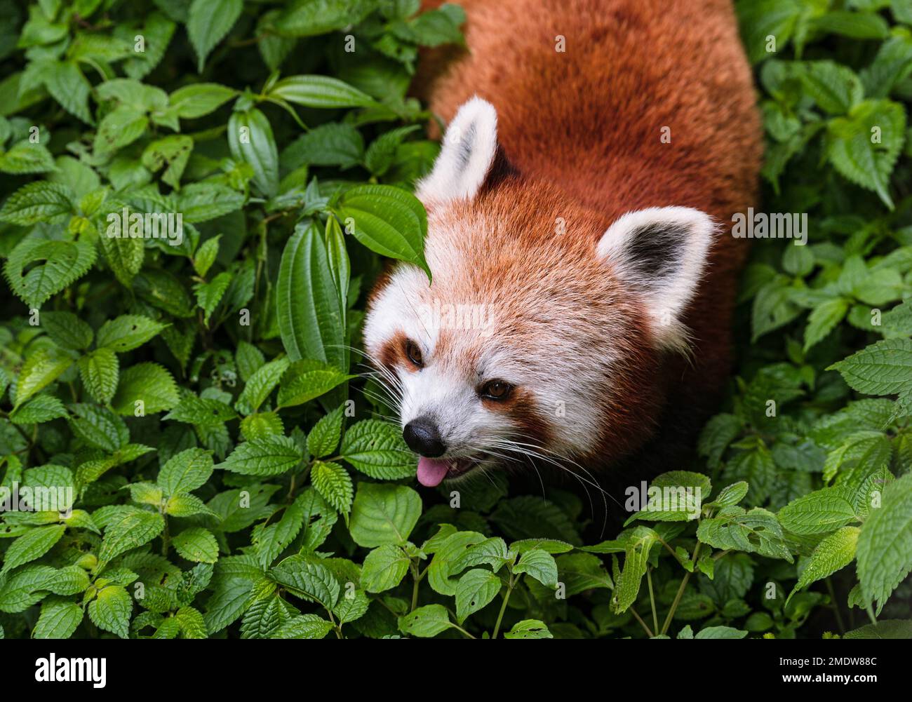 Padmaja naidu himalayan zoological park hi-res stock photography and images  - Alamy