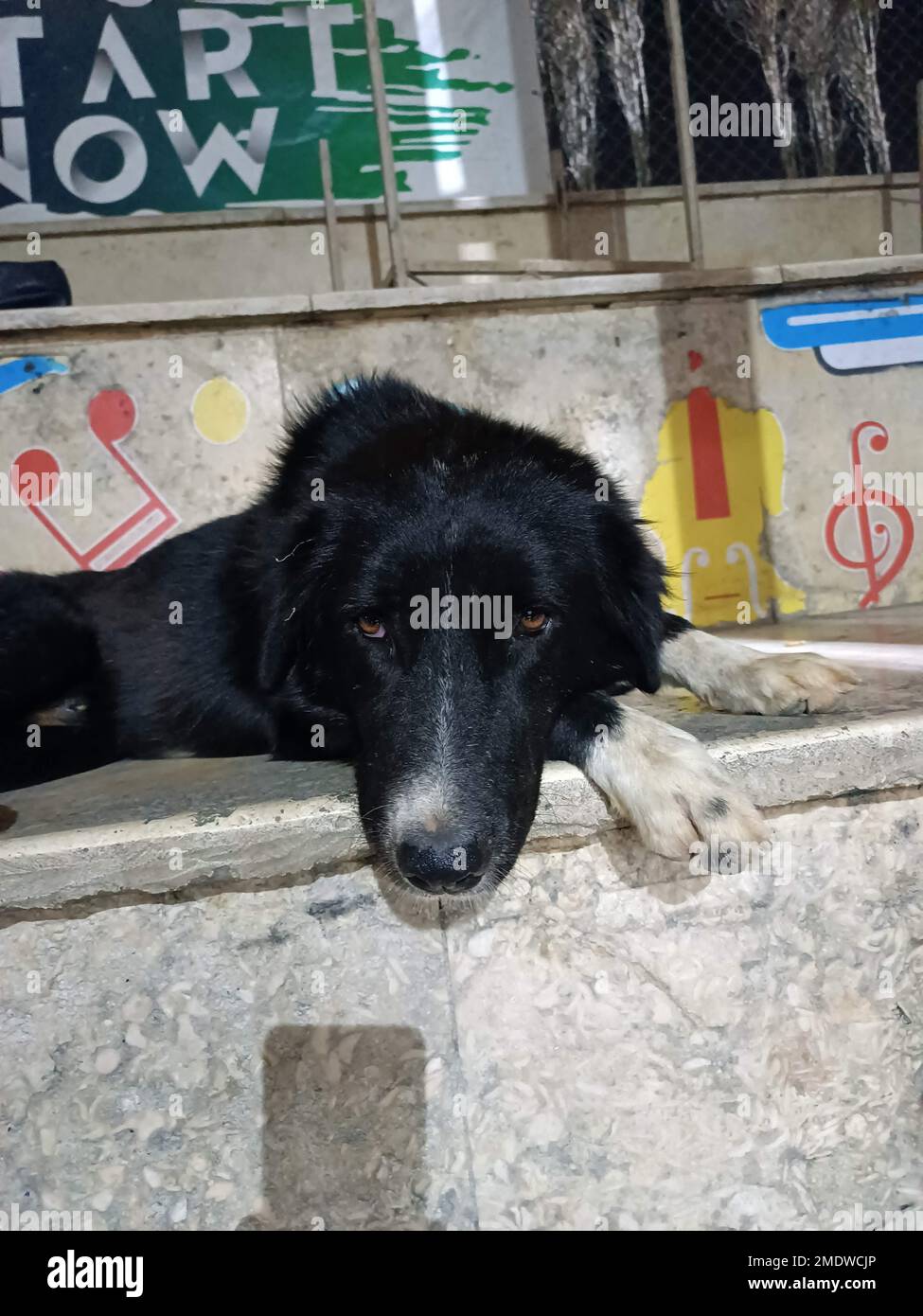 A vertical closeup of a black street dog lying on the ground Stock ...