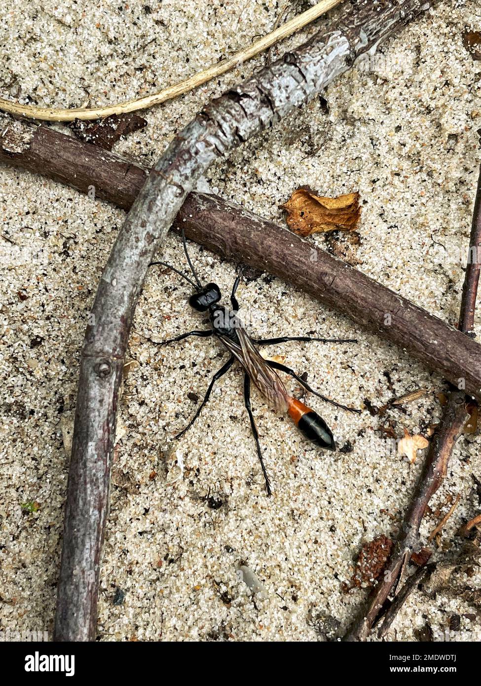A vertical shot of the thread-waisted wasp (Sphecidae) on the sand in ...