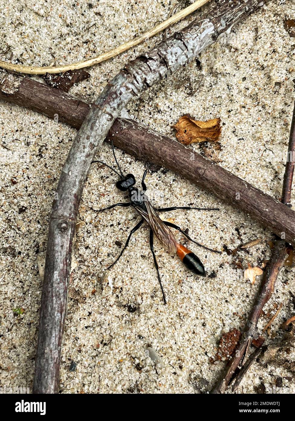 A vertical shot of the thread-waisted wasp (Sphecidae) on the sand in the middle of the tree branches Stock Photo