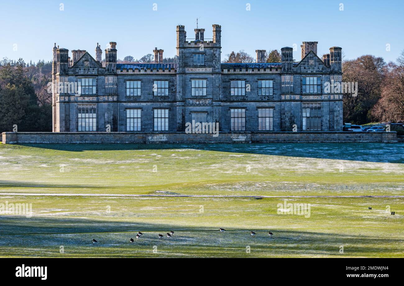 Oystercatchers (Haematopus ostralegus) on a frost covered lawn in front of Gothic stately home mansion, Dalmeny House, Scotland, UK Stock Photo