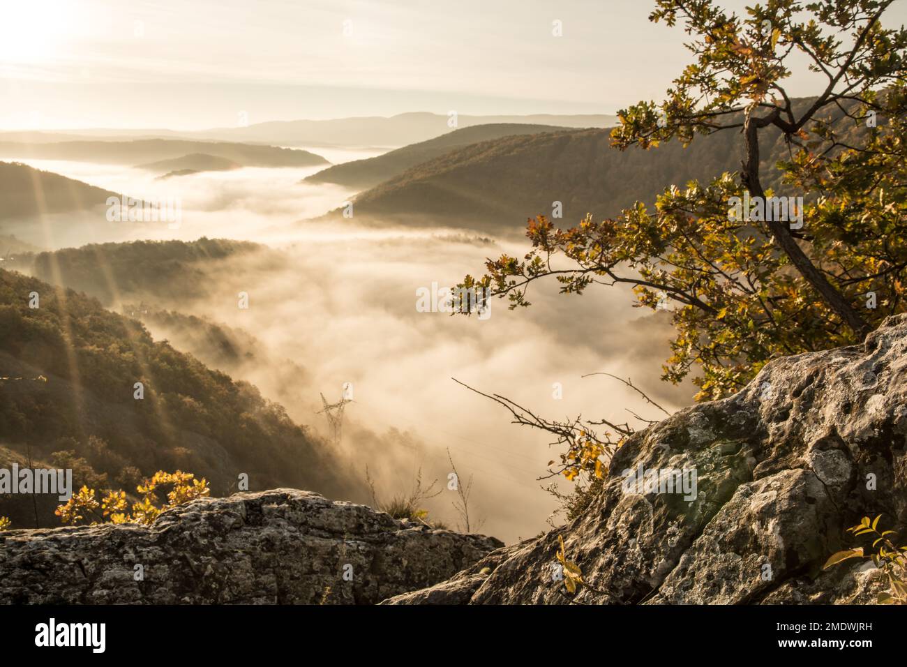 tree on the mountain and fog in the valley at dawn Stock Photo - Alamy