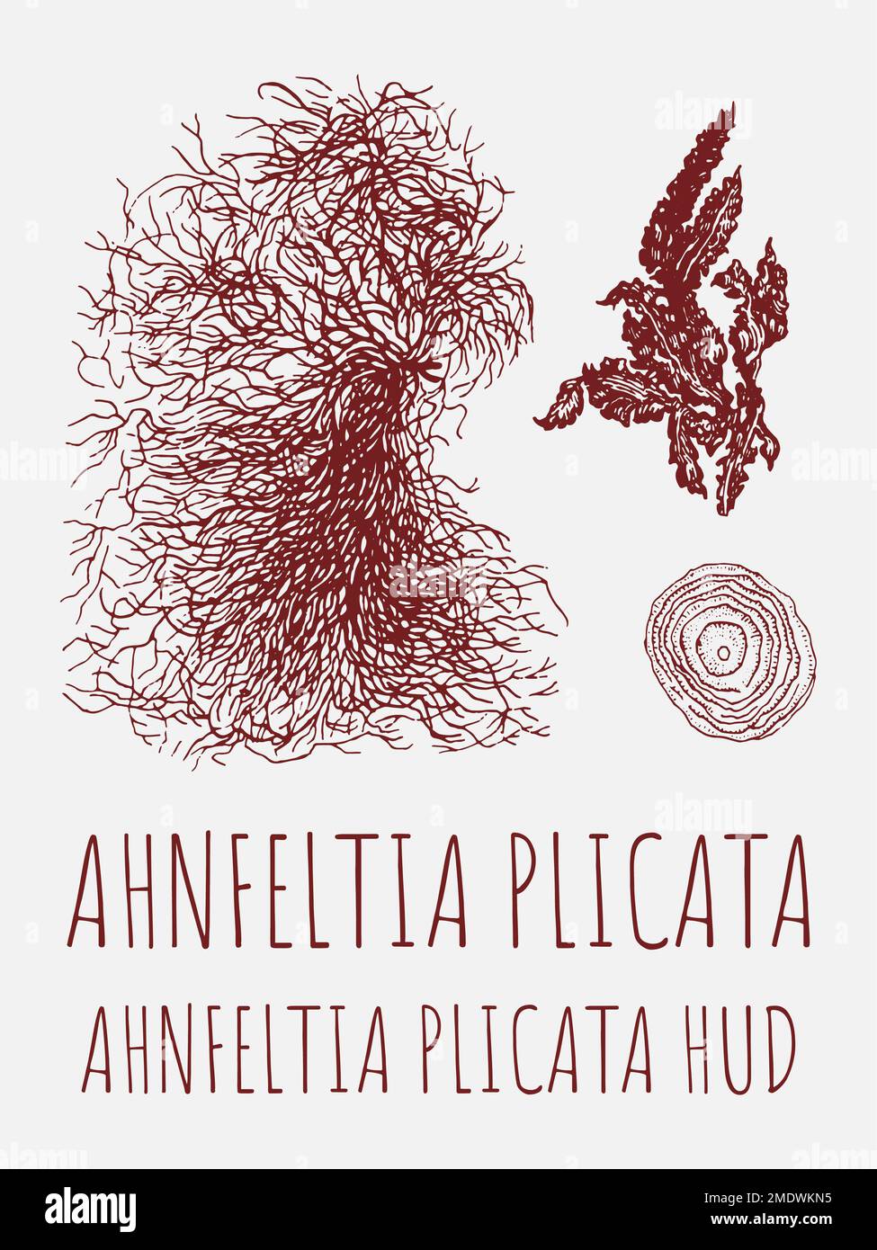 Drawings of AHNFELTIA. Hand drawn illustration. Latin name AHNFELTIA PLICATA HUD. Stock Photo