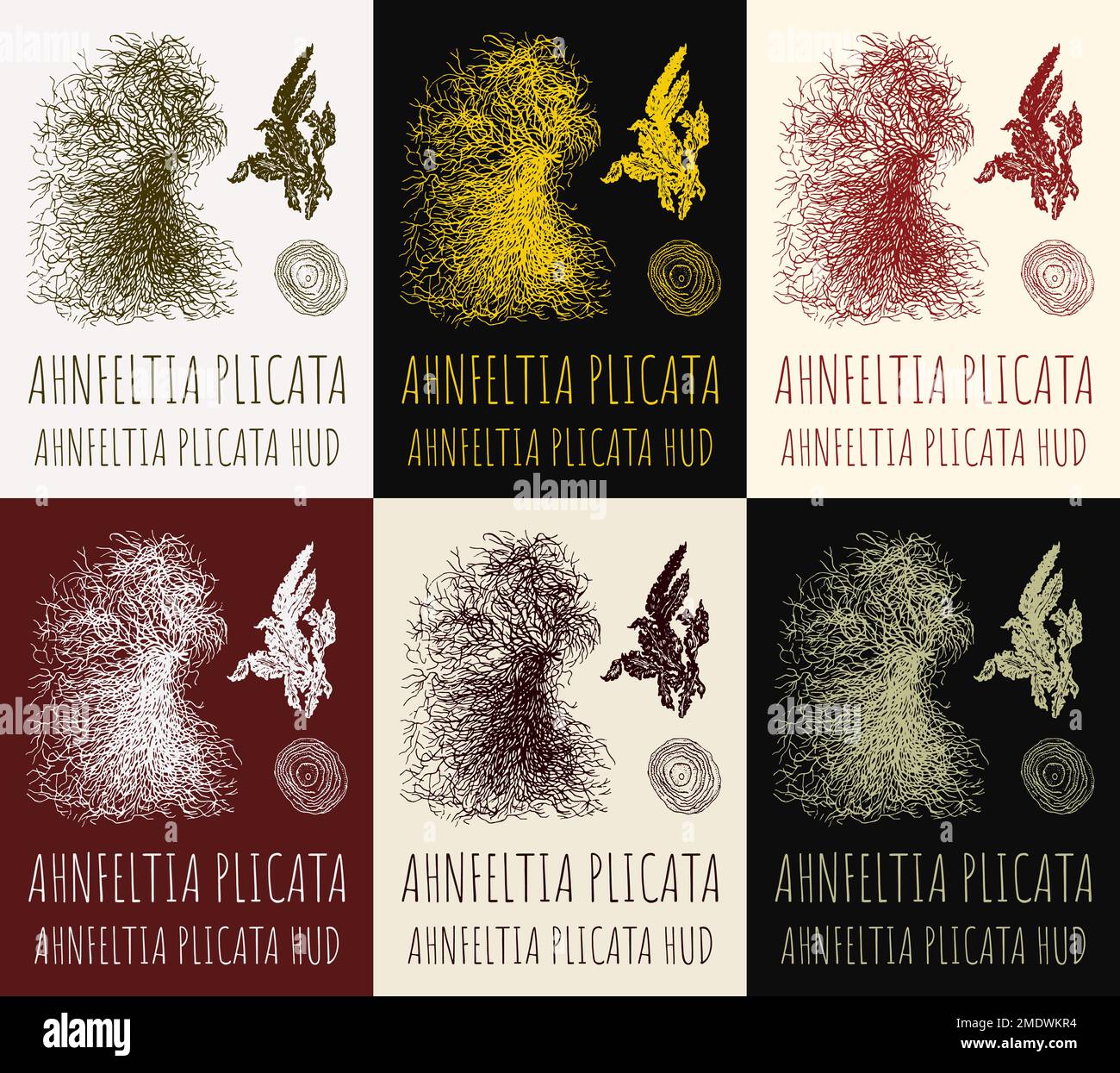 Set of drawings AHNFELTIA in different colors. Hand drawn illustration. Latin name AHNFELTIA PLICATA HUD. Stock Photo