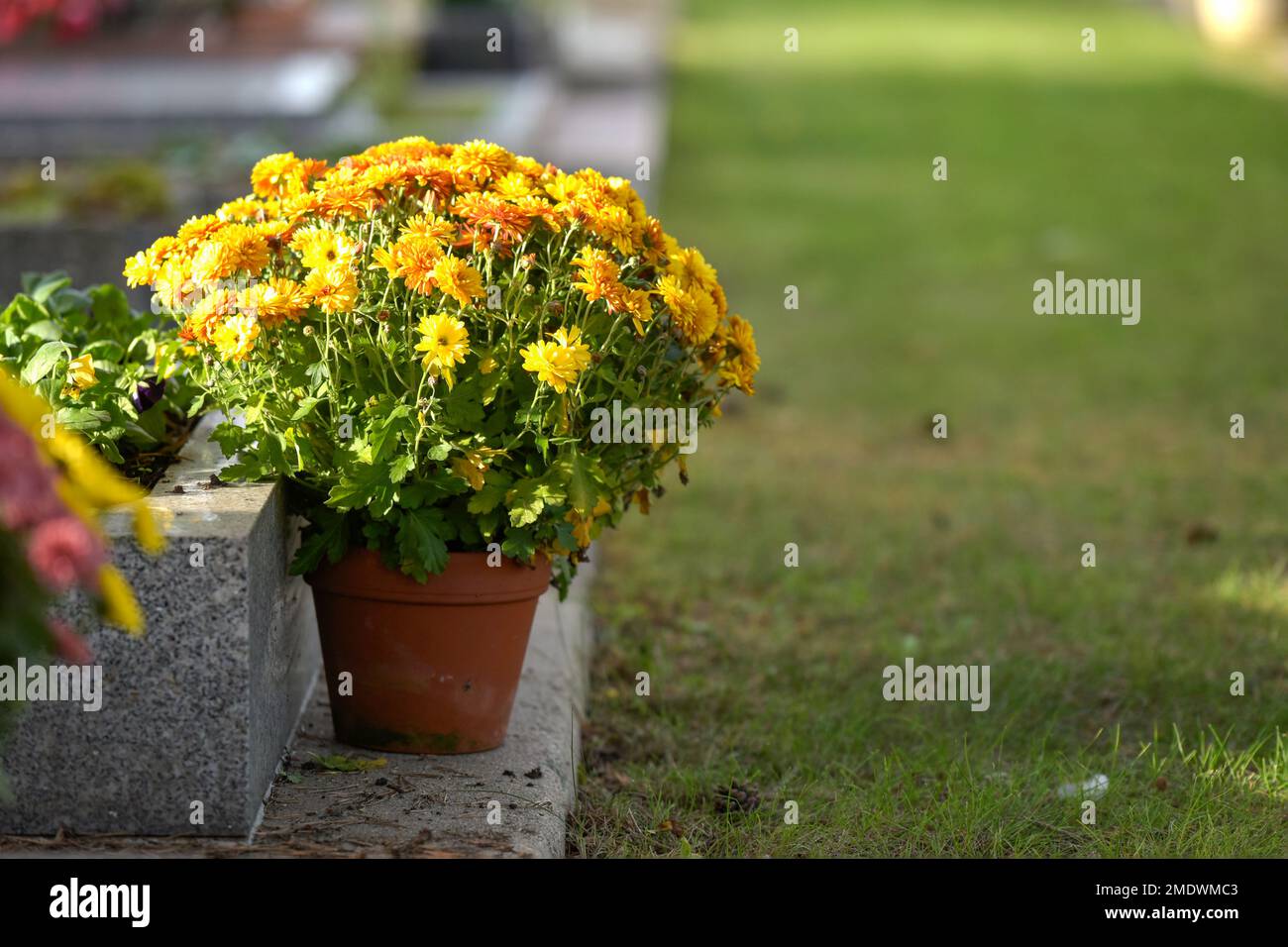 photograph of chrysanthemum in a cemetery on all saints day in France Stock Photo Alamy