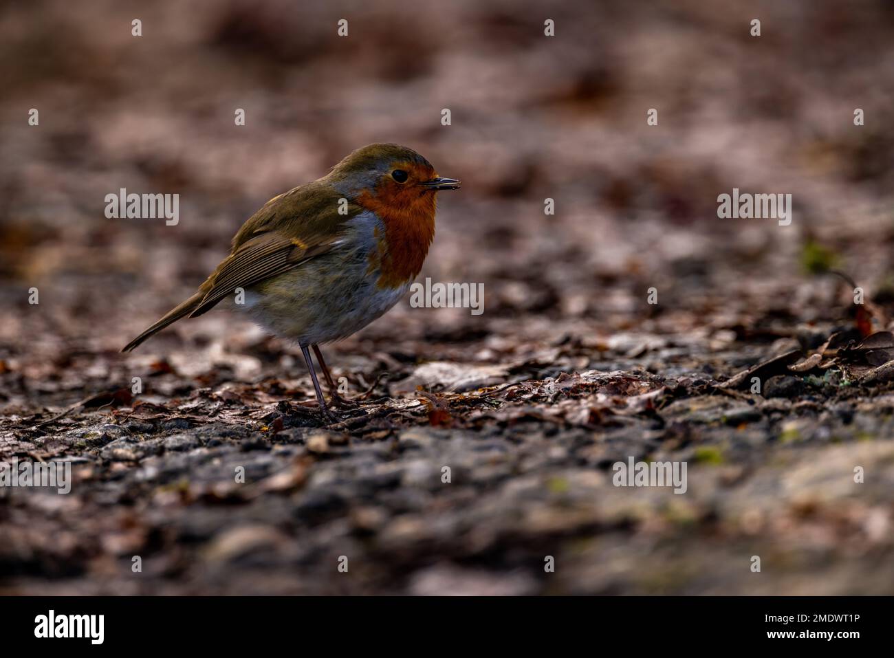 Petworth Park, UK, 23rd January 2023. A robin at Petworth Park, West Sussex. Credit: Steven Paston/Alamy Live News Stock Photo