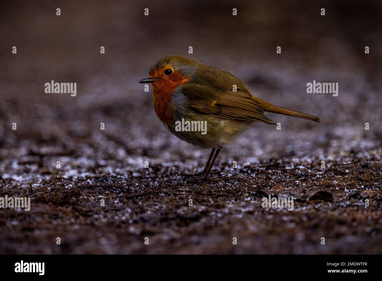 Petworth Park, UK, 23rd January 2023. A robin at Petworth Park, West Sussex. Credit: Steven Paston/Alamy Live News Stock Photo