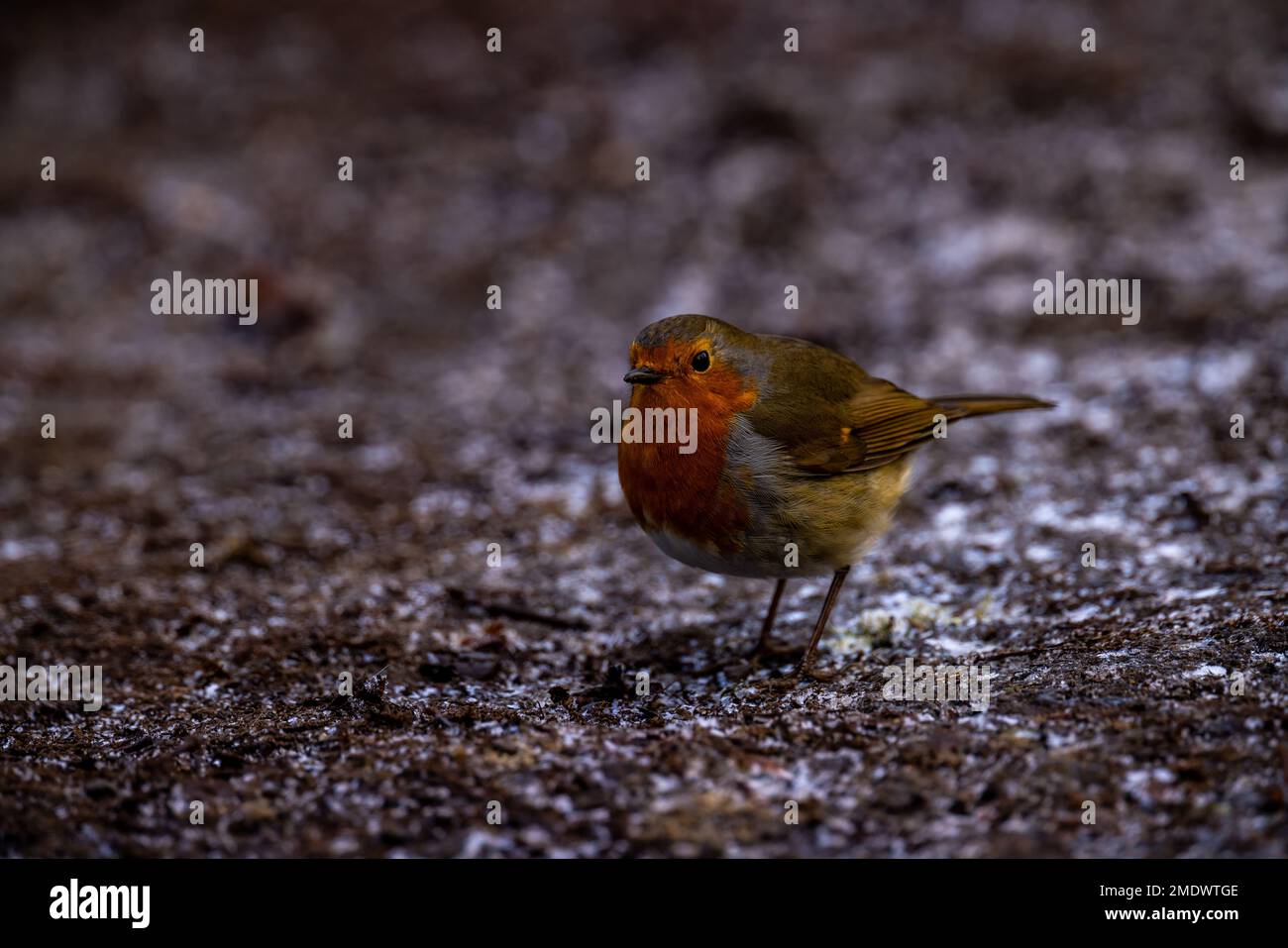 Petworth Park, UK, 23rd January 2023. A robin at Petworth Park, West Sussex. Credit: Steven Paston/Alamy Live News Stock Photo