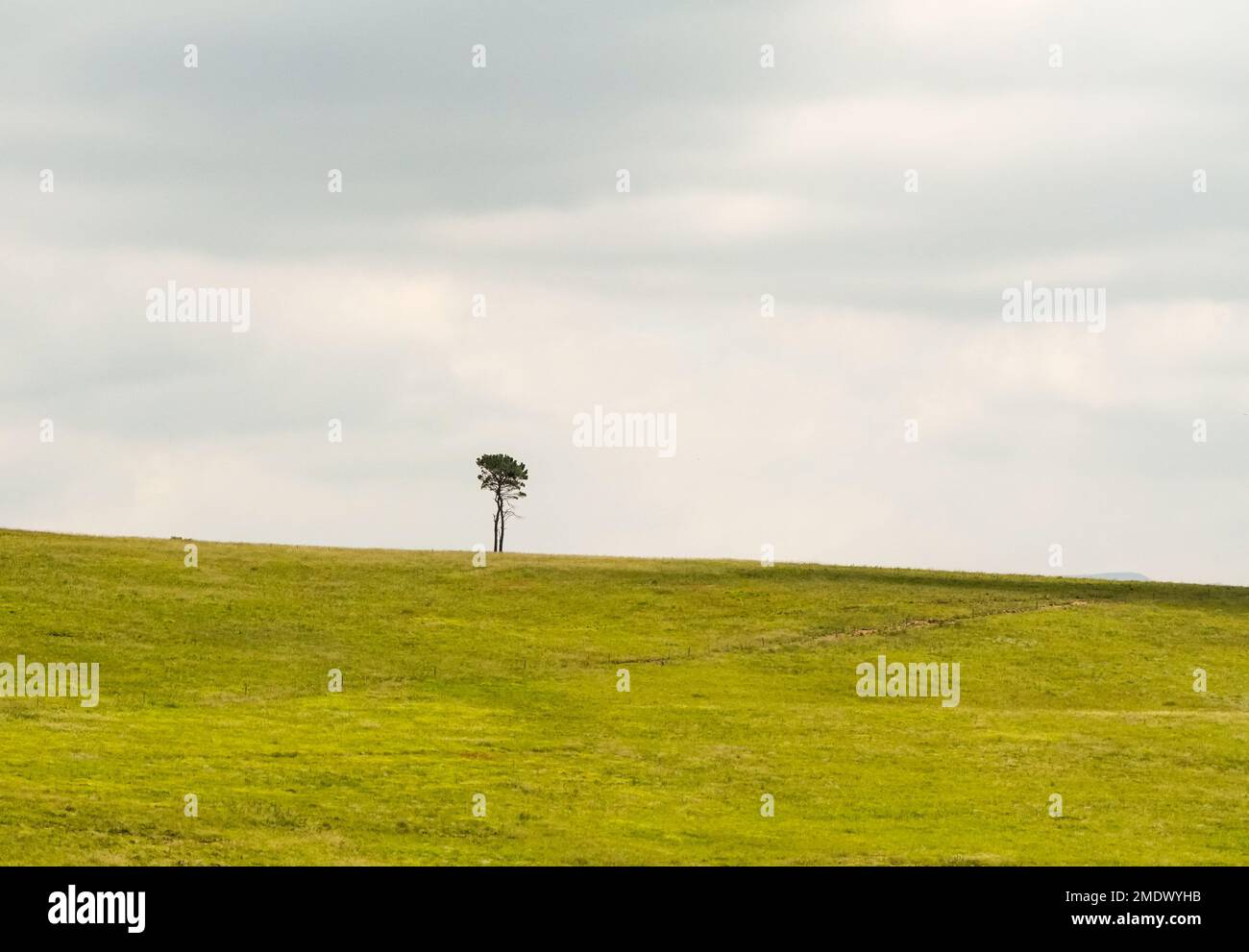 landscape of a single lone tree on a green hill against a cloudy sky concept solitude, peaceful, tranquility, quietness, aloneness, minimalism,silence Stock Photo