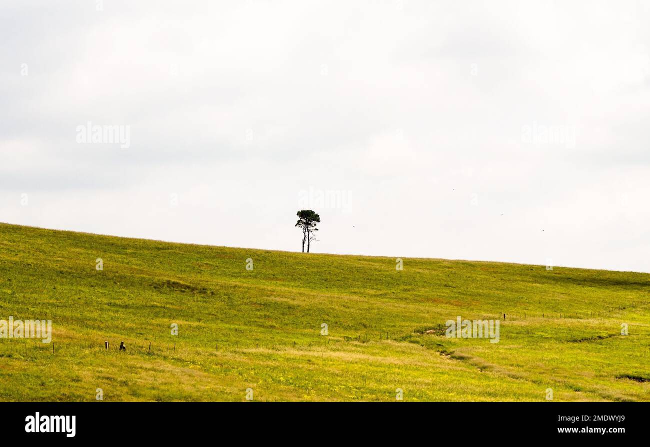 landscape of lone tree on a hill which is gently sloping downwards surrounded by a green grass field or meadow and against a white cloudy sky Stock Photo