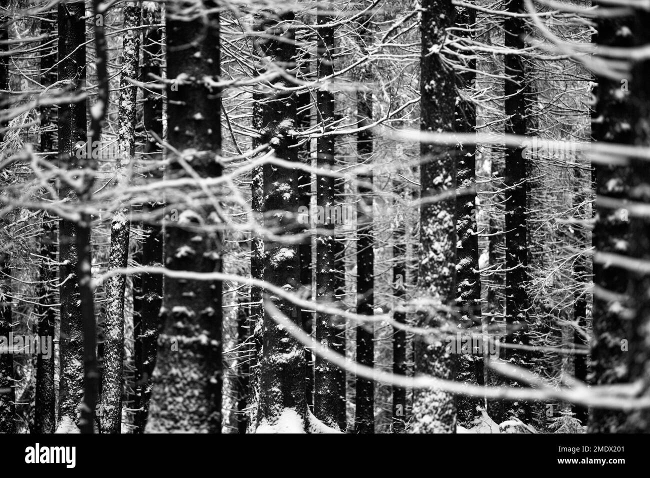 Snowy trees Stock Photo