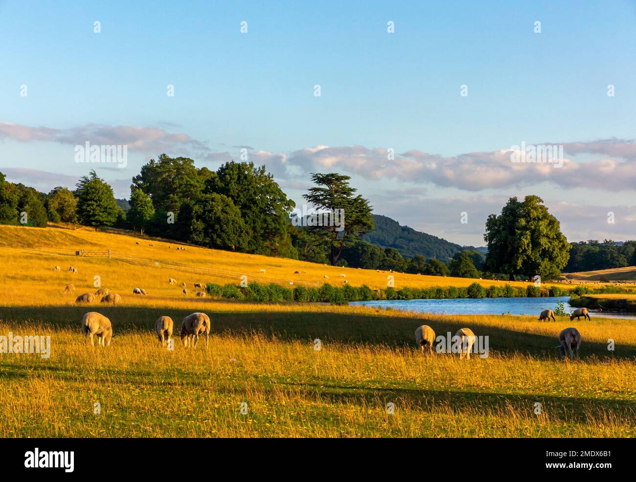 Sheep grazing by the River Derwent n summer near Chatsworth in the Peak District National Park Derbyshire Dales England UK Stock Photo