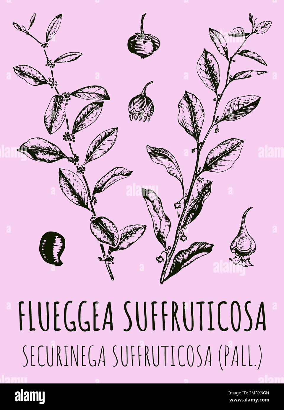 Drawings of FLUEGGEA SUFFRUTICOSA. Hand drawn illustration. Latin name SECURINEGA SUFFRUTICOSA . Stock Photo
