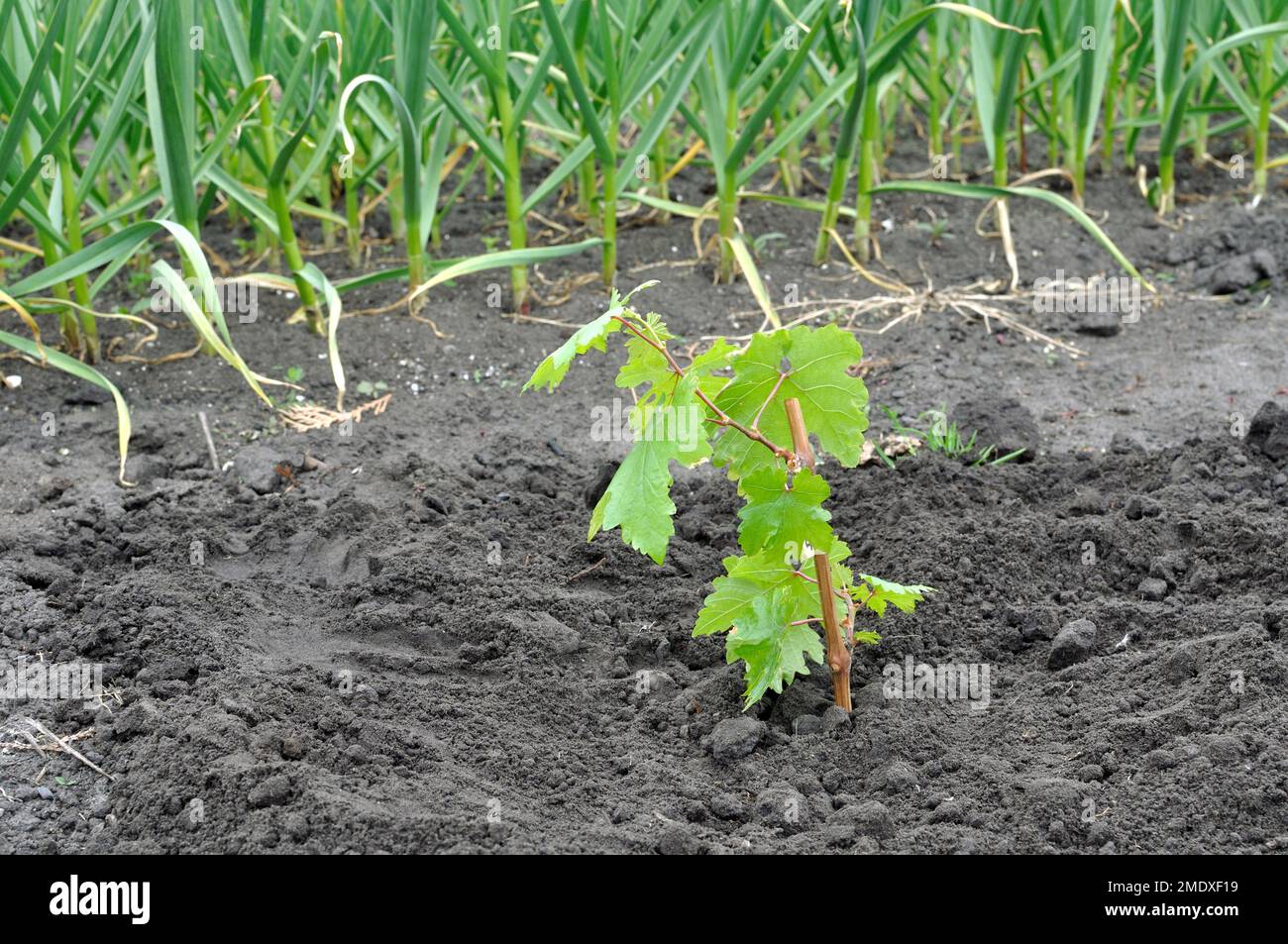 process of planting grape vine seedlings in the vegetable garden