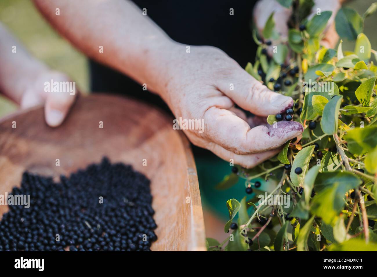 Close up of farmer man's hand picking superfood maqui berry into wooden tray. Aristotelia chilensis Stock Photo