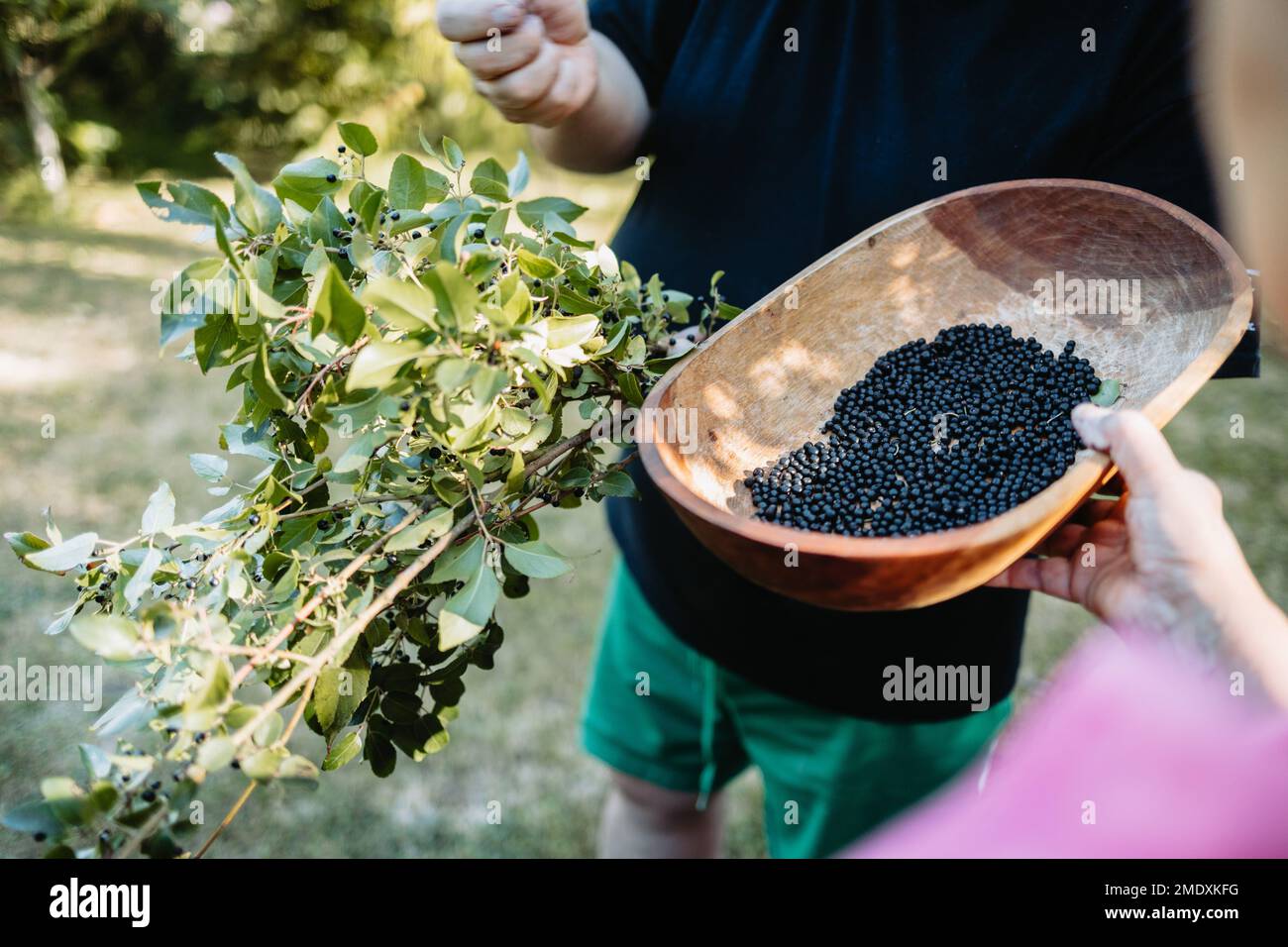 Mapuche people picking superfood maqui berry into wooden tray. Aristotelia chilensis Stock Photo