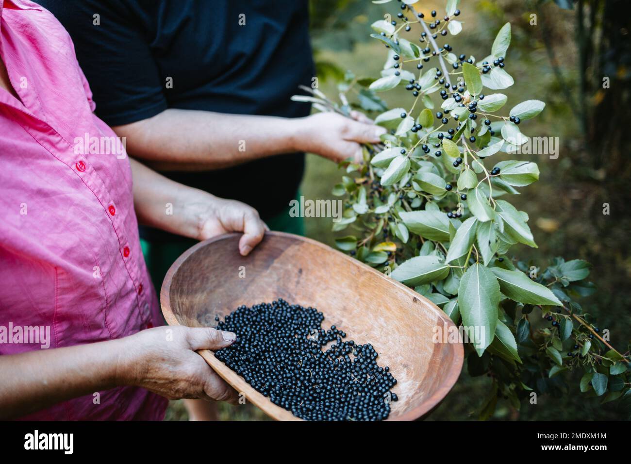Mapuche people picking superfood maqui berry into wooden tray. Aristotelia chilensis Stock Photo