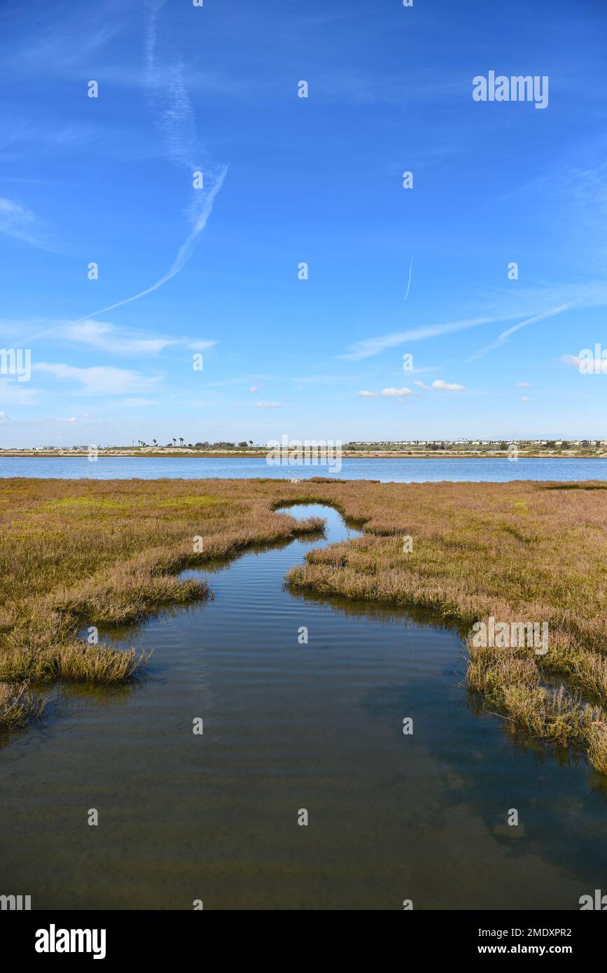 Marsh grass at the Bolsa Chica Ecological Reserve is the largest saltwater marsh along the coast of California. Stock Photo