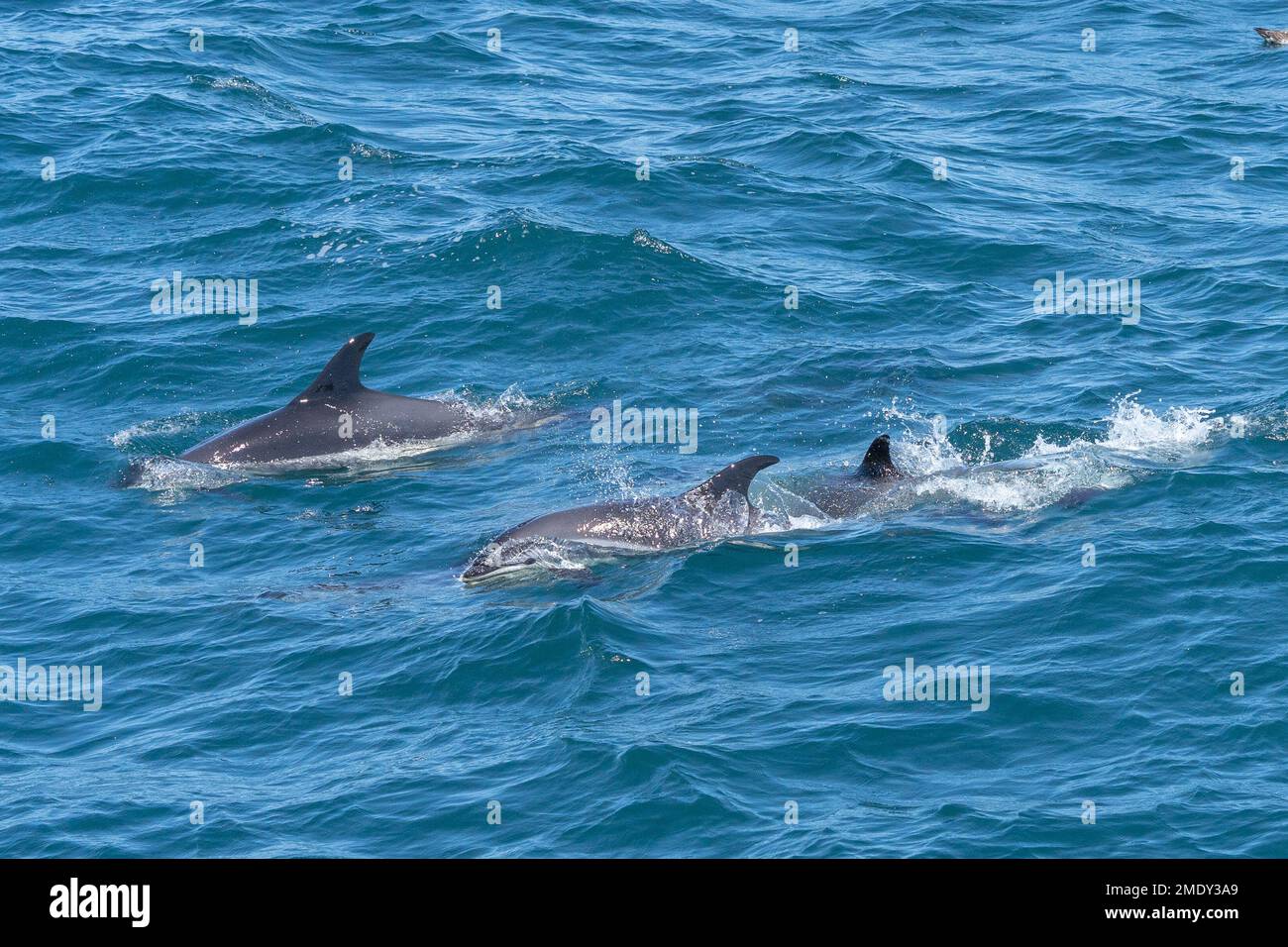 Common Dolphins swimming next to Whale Watch Boat off the Coast of Cape Cod. Stock Photo