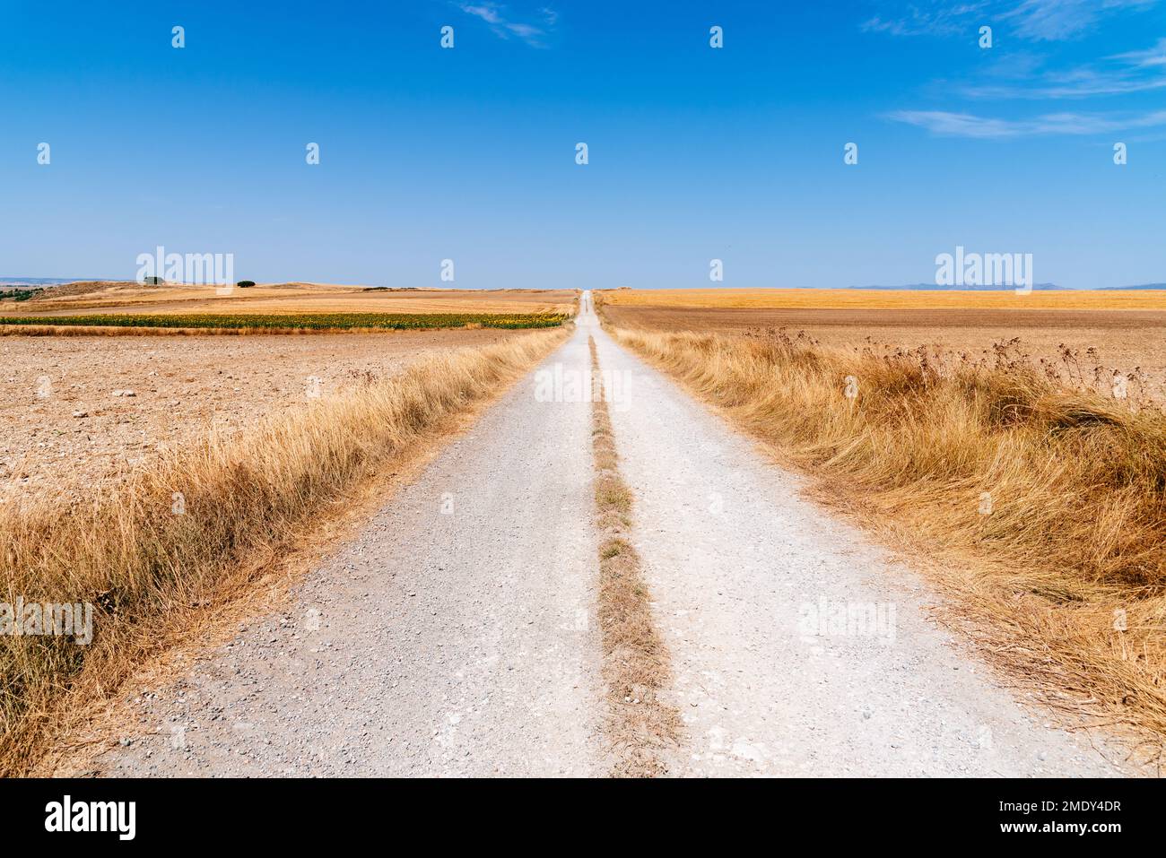 Dirt road through huge grain fields in the morning in summertime. Burgos, Spain Stock Photo