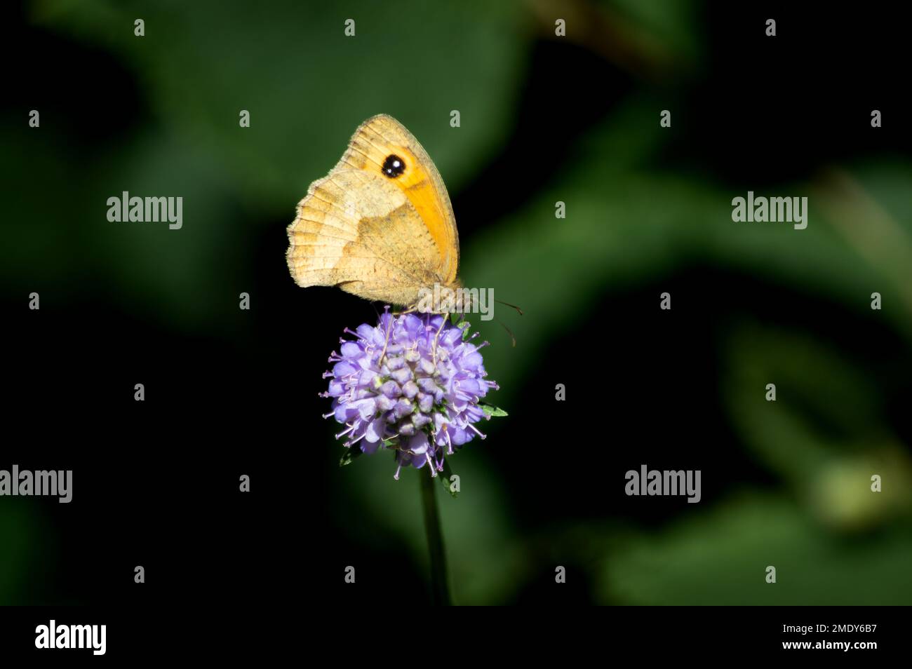 Meadow Brown butterfly posing on Devil's-bit Scabious Stock Photo