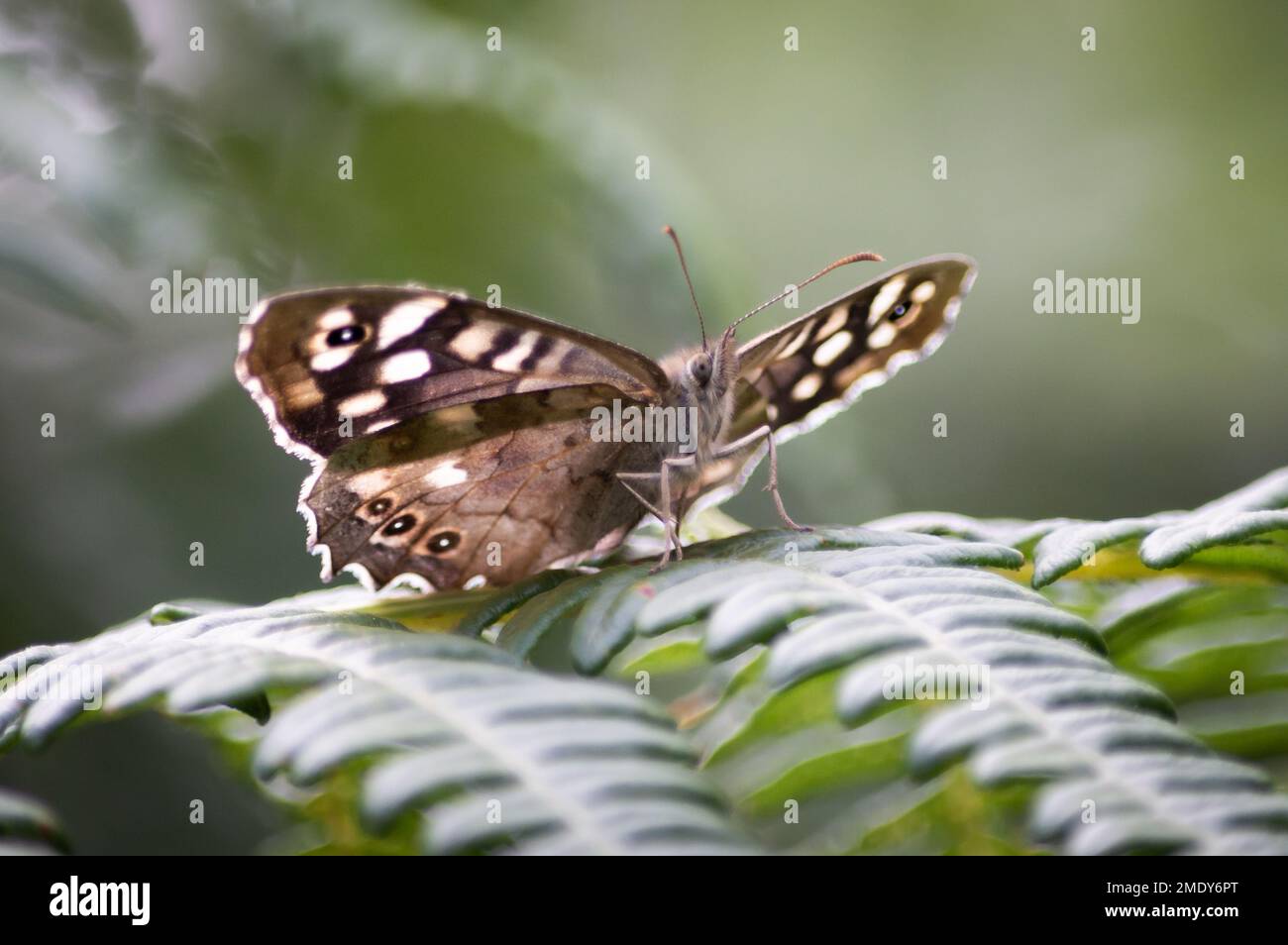 Speckled Wood butterfly posing on ferns Stock Photo