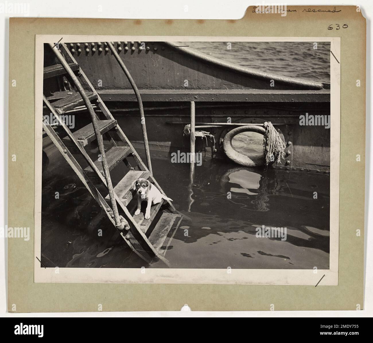 The poignant image of an abandoned puppy on a sinking ship, saved by Coast Guard personnel, wins top honors at a National Press Club exhibit. The puppy’s expression of bewilderment captures the essence of wartime rescue operations. Stock Photo