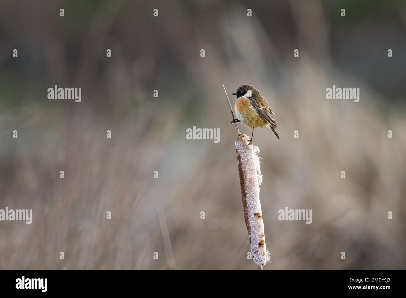 A male stonechat in winter plumage sitting on a bulrush Stock Photo - Alamy