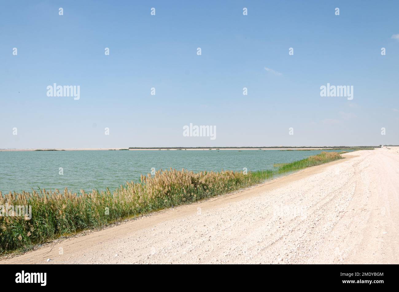Al Karanaa Lagoon, a stopover for migratory birds in Qatar Stock Photo