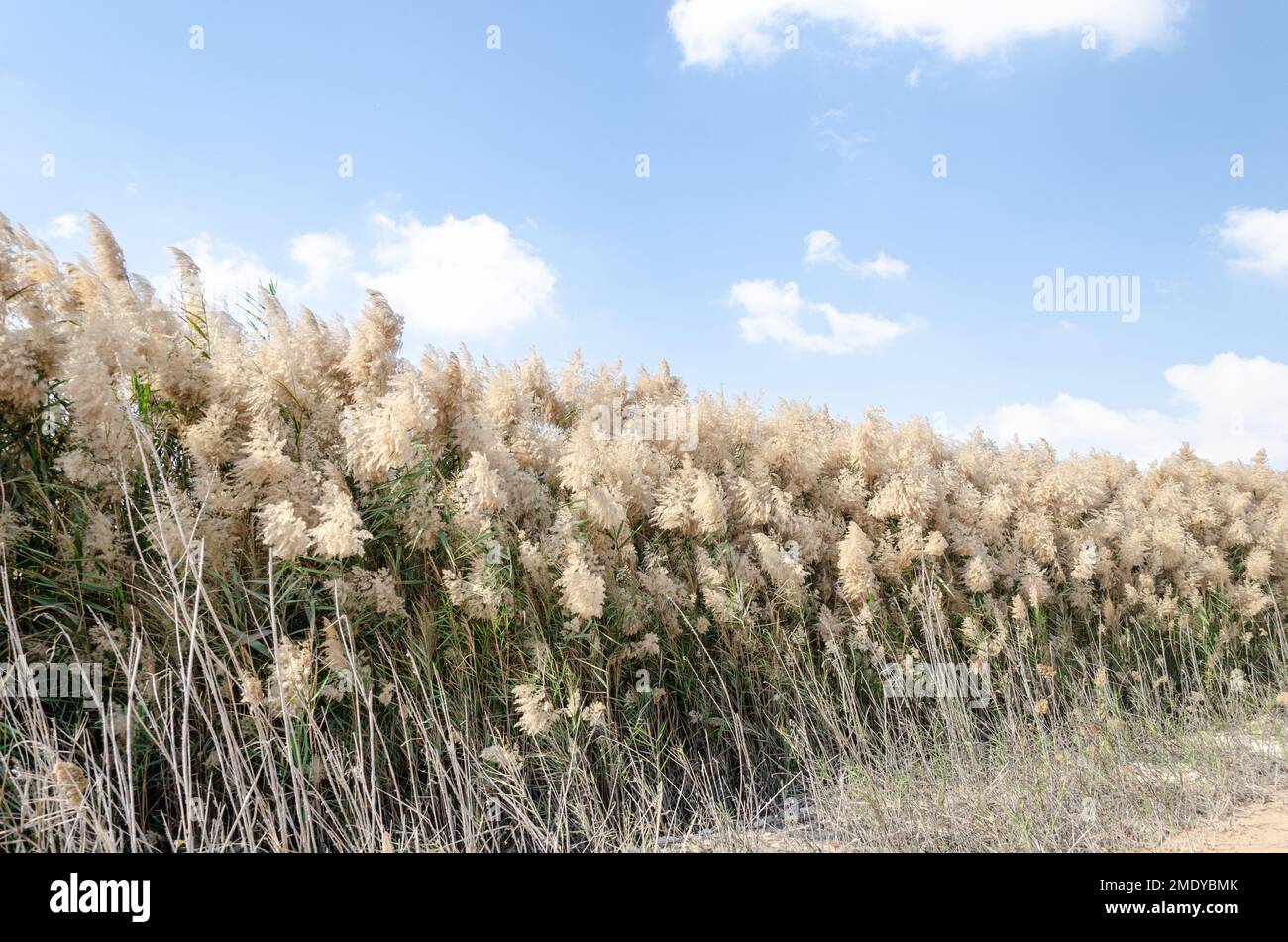 Pampas grass with flowers, lined along the banks of Al Laraana Lagoon in Qatar Stock Photo