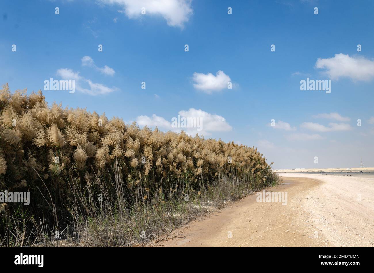 Pampas grass with flowers, lined along the banks of Al Laraana Lagoon in Qatar Stock Photo