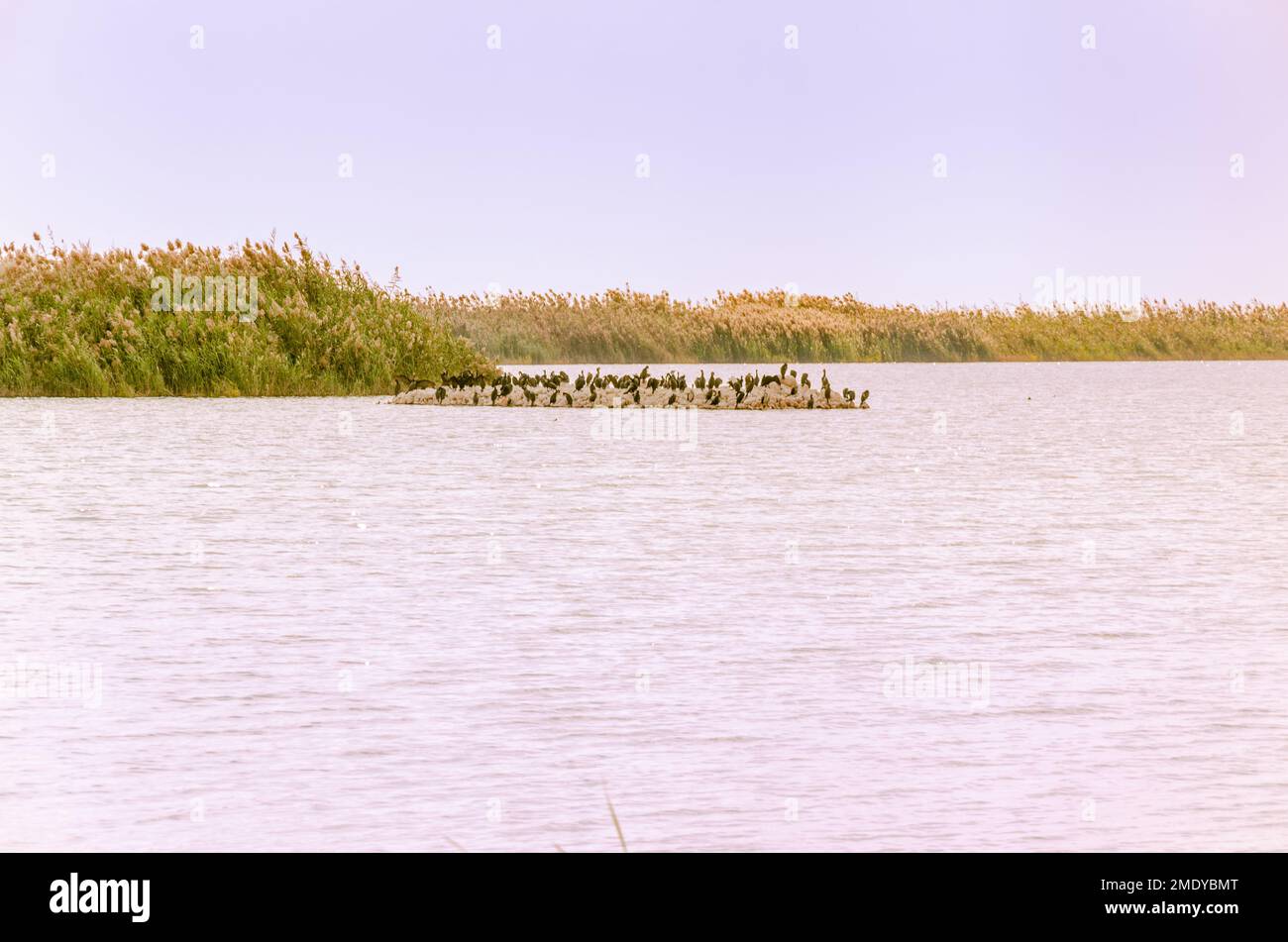 Al Karaana Lagoon, a stopover for Migratory Birds in Qatar Stock Photo