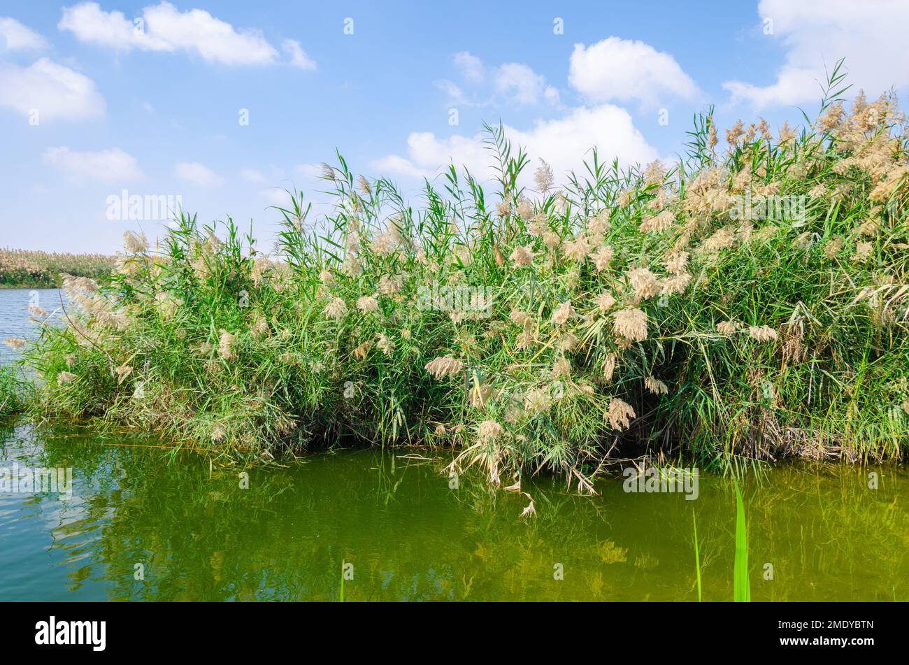 Al Karaana Lagoon, a stopover for Migratory Birds in Qatar Stock Photo