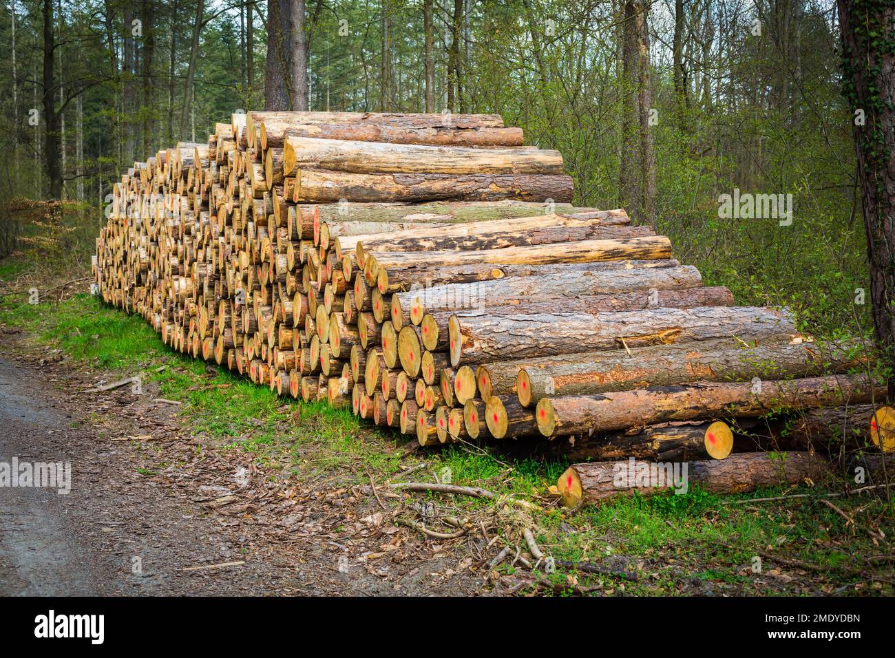 Forest pine and spruce trees. Log trunks pile, the logging timber wood industry Stock Photo