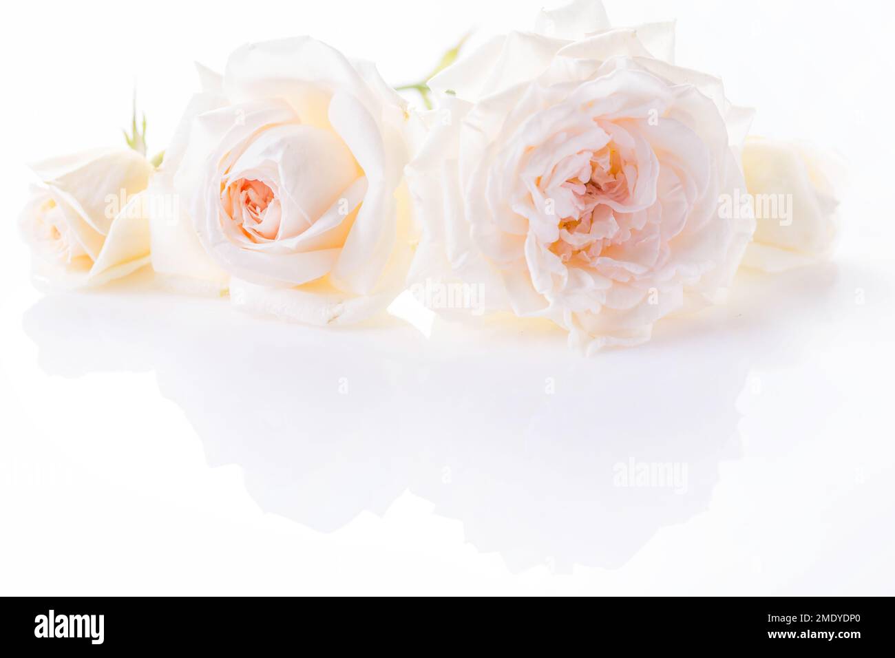 Festive flower composition on white background. Overhead view Stock Photo
