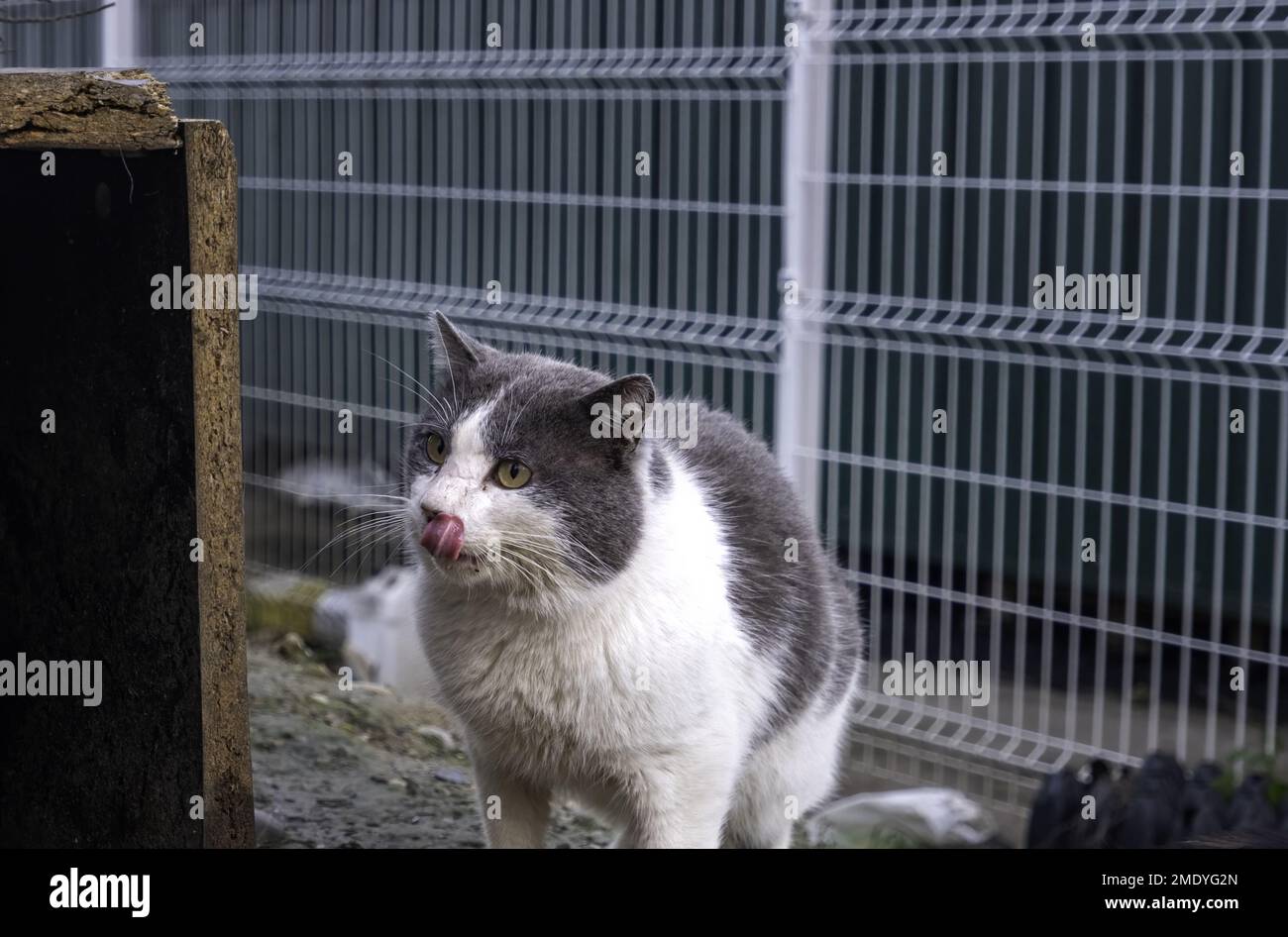 Abandoned street cats, stray animals, pets Stock Photo