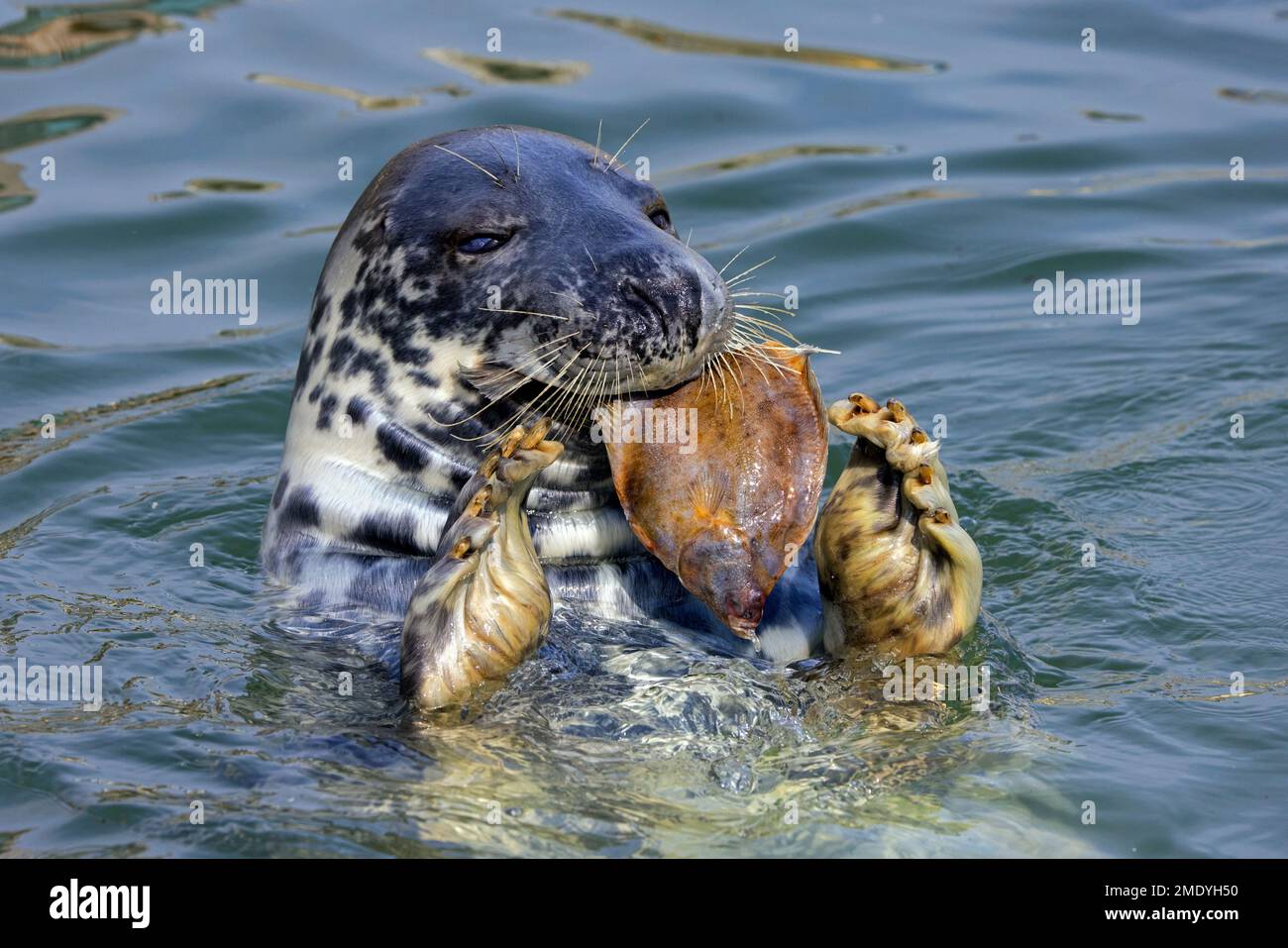 Close-up of grey seal / gray seal (Halichoerus grypus) eating flatfish ...