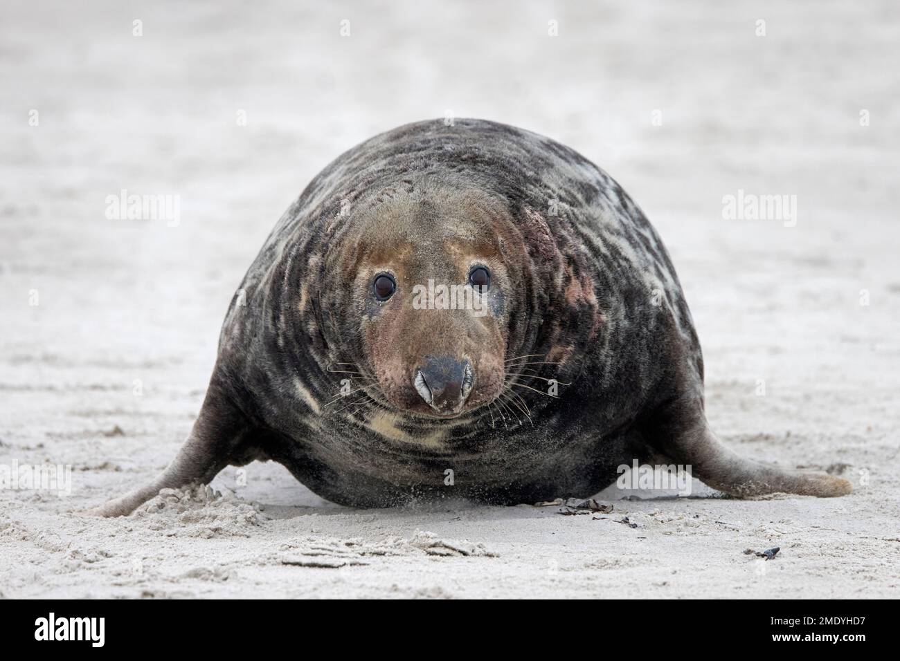 Grey seal / gray seal (Halichoerus grypus) adult male / bull crawling on sandy beach along the North Sea coast in winter Stock Photo