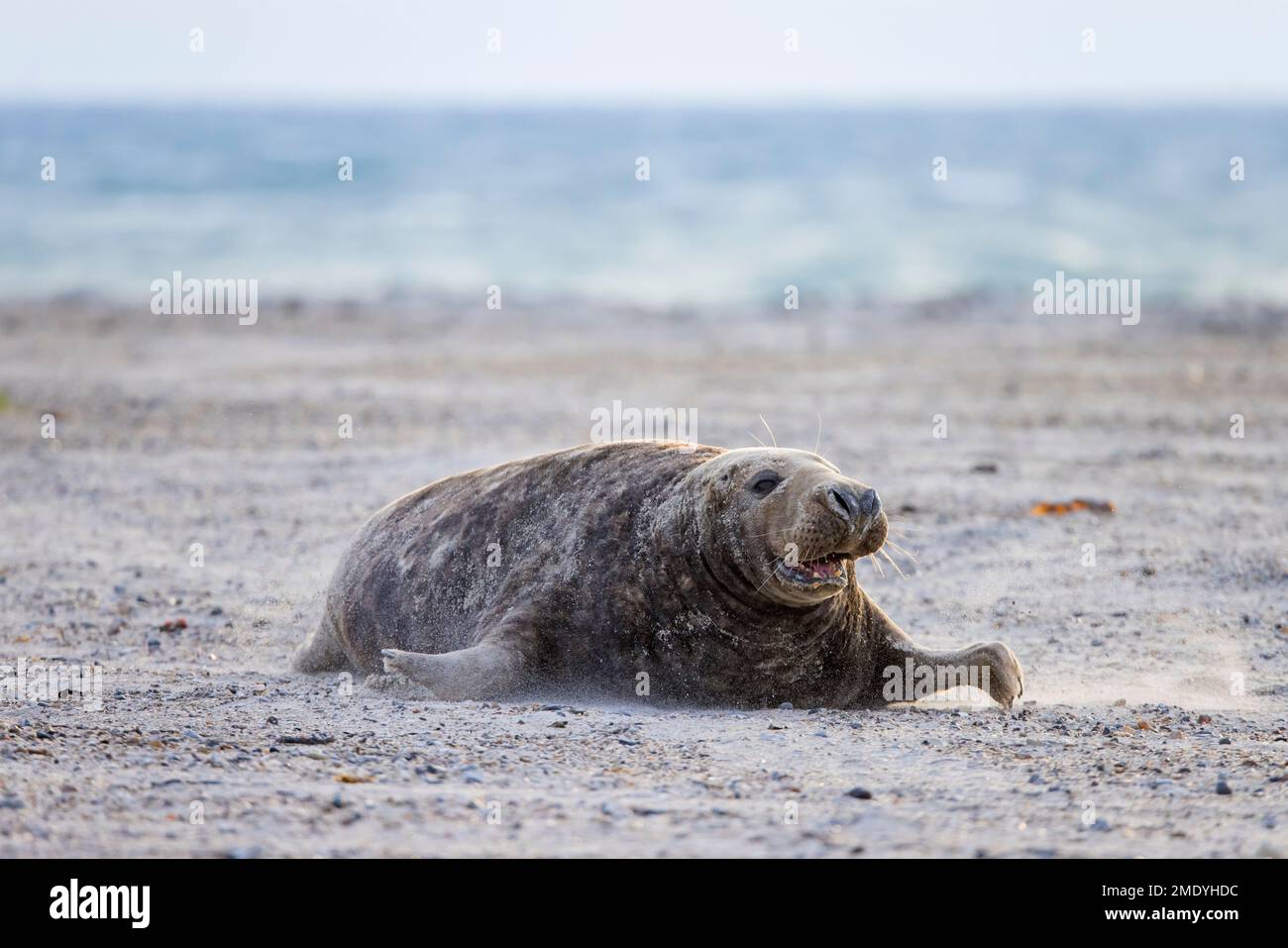 Grey seal / gray seal (Halichoerus grypus) adult male / bull calling and crawling on sandy beach along the North Sea coast in winter Stock Photo